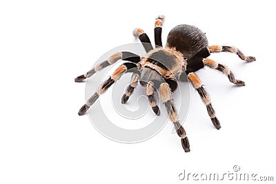 Red knee tarantula Stock Photo