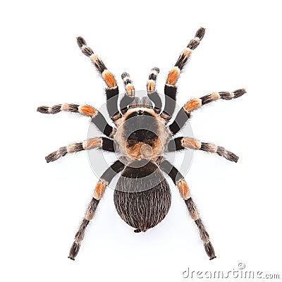 Red knee tarantula Stock Photo