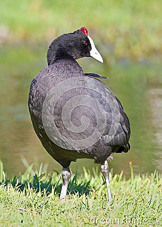 Red Knobbed Coot Stock Photo