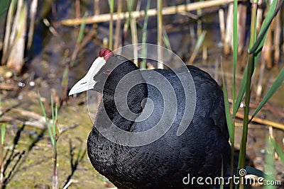 Red-knobbed coot Stock Photo