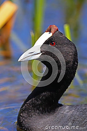 Red Knobbed Coot close-up Stock Photo