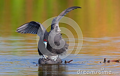 Red-knobbed Coot or Crested Coot Stock Photo