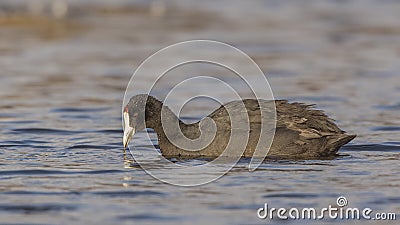 Red-knobbed Coot Eating Weed Stock Photo