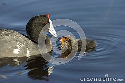 Red Knobbed Coot feeding Chick Stock Photo