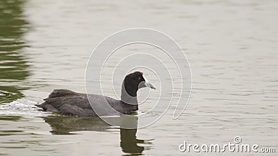 Red Knobbed Coot Stock Photo