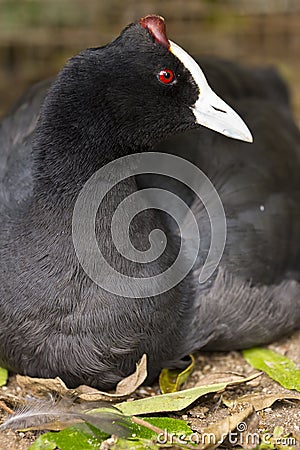 Red knobbed Coot Stock Photo