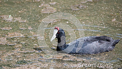 Red Knobbed Coot, photographed in South Africa. Stock Photo