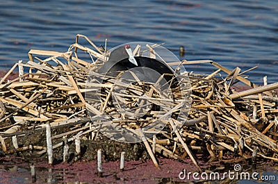 A red knobbed coot photographed in South Africa Stock Photo