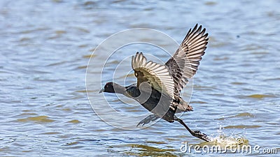 Red-knobbed Coot running on water Stock Photo