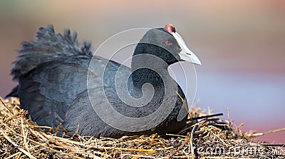 Red Knobbed Coot sitting on a nest to breed and hatch eggs Stock Photo