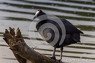 Red Knobbed Coot water bird Stock Photo