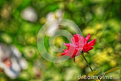 Red Knockout Rose in Bloom Stock Photo
