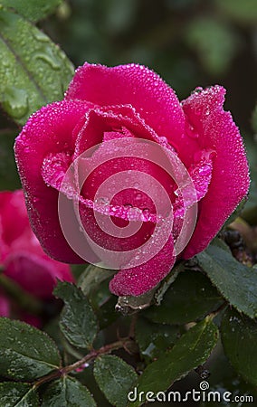 Red Knockout Rose after Rain Shower Stock Photo