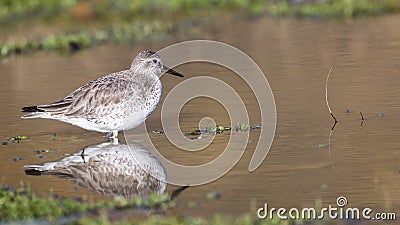 Red Knot Stock Photo