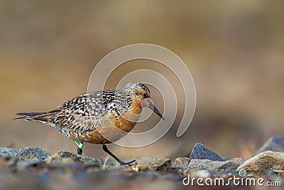 Red Knot Stock Photo