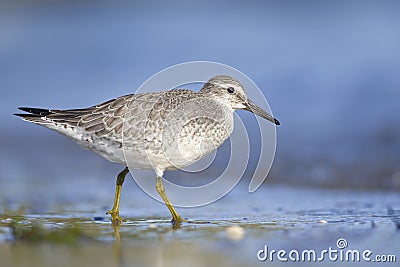 A red knot resting and foraging during migration on the beach of Usedom Germany. Stock Photo