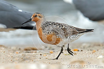 Red Knot Stock Photo