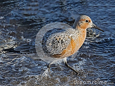 Red Knot Stock Photo