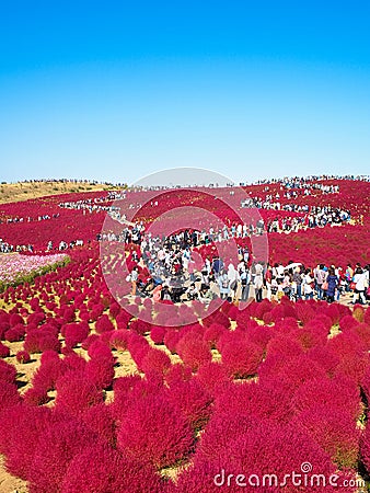 Red Kochia at Hitachi Seaside Park Editorial Stock Photo