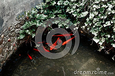 red koi carps in water in China Stock Photo