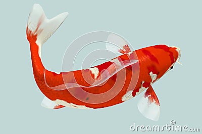 Red Koi Fish Stock Photo