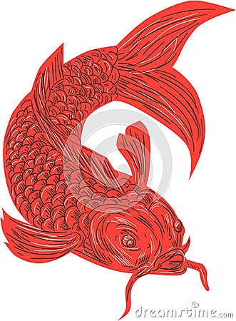 Red Koi Nishikigoi Carp Fish Drawing Vector Illustration