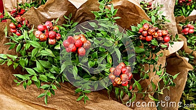 Red kokina flower with green leaves at the flower strore Stock Photo