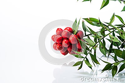 Red kokina flower and leavesd Stock Photo