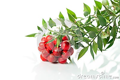 Red kokina flower and leavesd Stock Photo