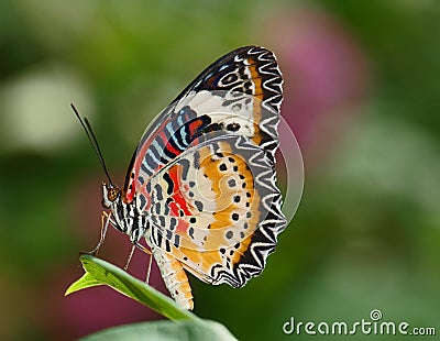 Red Lacewing Stock Photo