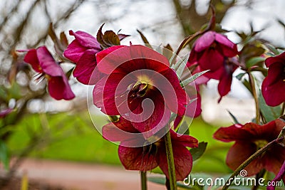 Red Lady spring Flower Stock Photo