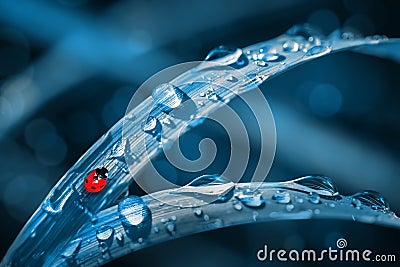 Red ladybird on the fantastic blue fresh grass. with drops. Summer natural background. Stock Photo