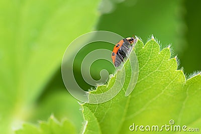 Red Ladybird, Ladybug crawling on green leaf of Currant in the g Stock Photo