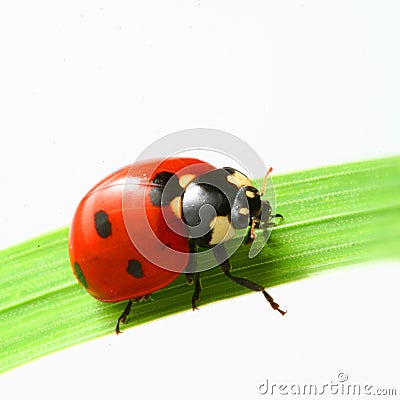 Red Ladybug Royalty Free Stock Images - Image: 7066279