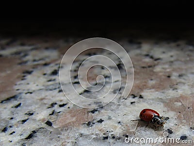 Red ladybug fleeing from shadow Stock Photo