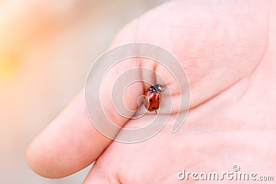 Red Ladybug on the hand of a child. Insect. Protection of animals Stock Photo