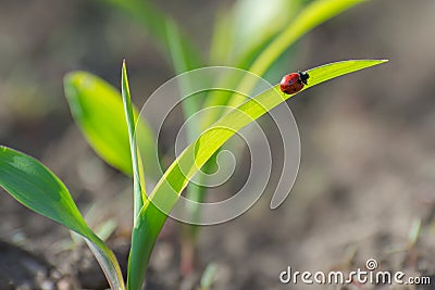 A red ladybug on the shoots of corn eats aphids. Protection of crops from pests Stock Photo