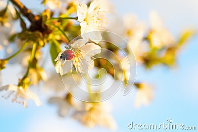 Red ladybug sits on the enchanted branch of cherry blossom. Stock Photo