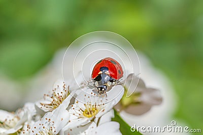 Red ladybug sitting on white blossoming Stock Photo