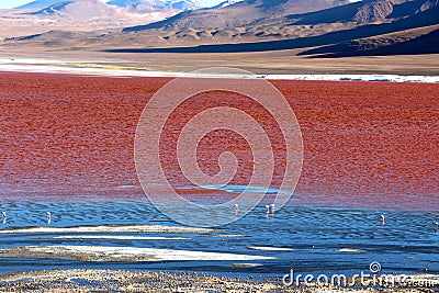 Red Lagoon Bolivia Stock Photo