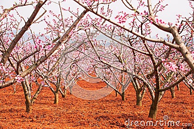 Red land with blooming Peach cherry trees, pink flower in full b Stock Photo