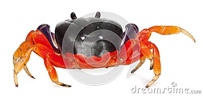 Red land crab, Gecarcinus quadratus Stock Photo