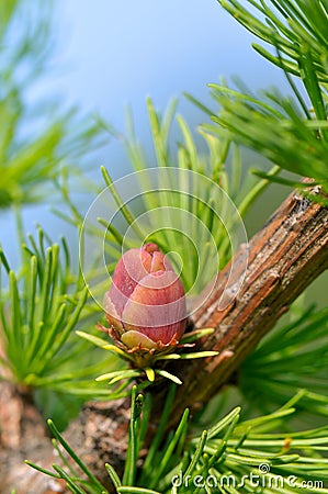 Red larch flower Stock Photo