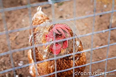 Red Laying Chicken Hen Stock Photo