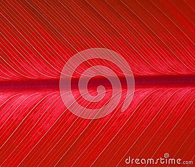 Red leaf Stock Photo