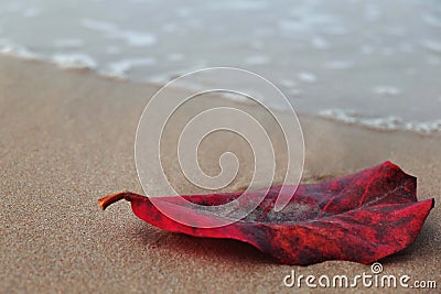 Red leaf on the beach Stock Photo