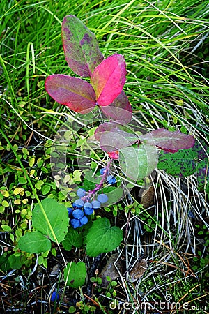 Red Leaf Blue Berries Green Grass Harvest Autumn Fall Stock Photo