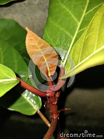 Red Leaf of Ficus Fistulosa & x28;Dongko& x29; Stock Photo