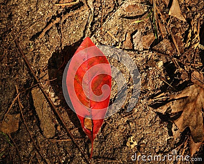 Red Leaf on Forest Floor Stock Photo