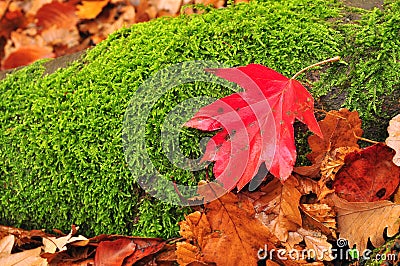 Red leaf green moss Stock Photo